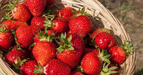 Фахівці розповіли, якою буде ціна на полуницю у сезоні 2025