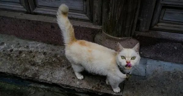 Чому коти так люблять лежати на бетонних плитах: неочікувана причина