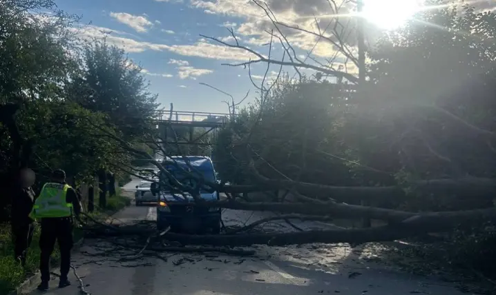 У Чернівцях на Сторожинецькій на дорогу впало дерево