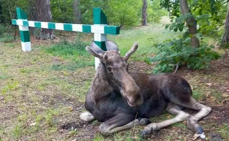 Лося врятували від зграї собак у Дарницькому лісовому господарстві