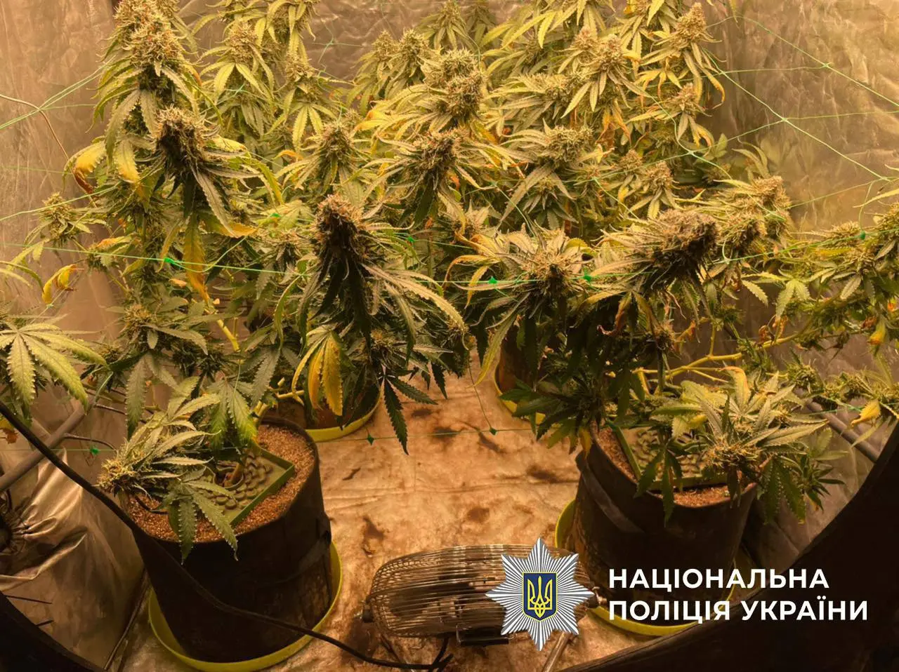 На Оболоні викрили двох «аграріїв», які продавали печиво з канабісу (фото)