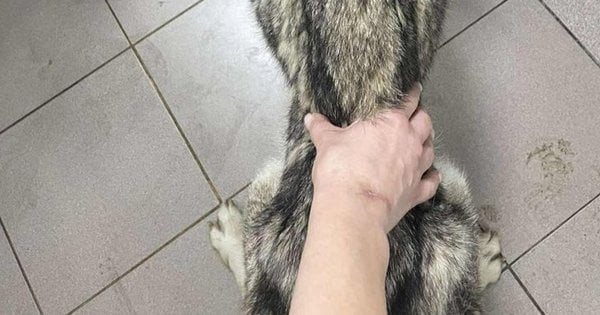 У Галичі у помешканні псевдоволонтерки знайшли пакети з мертвими собаками
