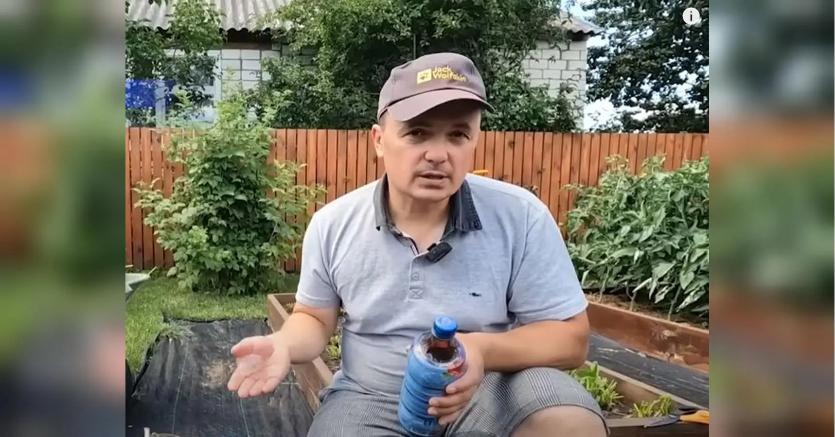 Поради аграрія: Як підготувати полуницю до наступного сезону