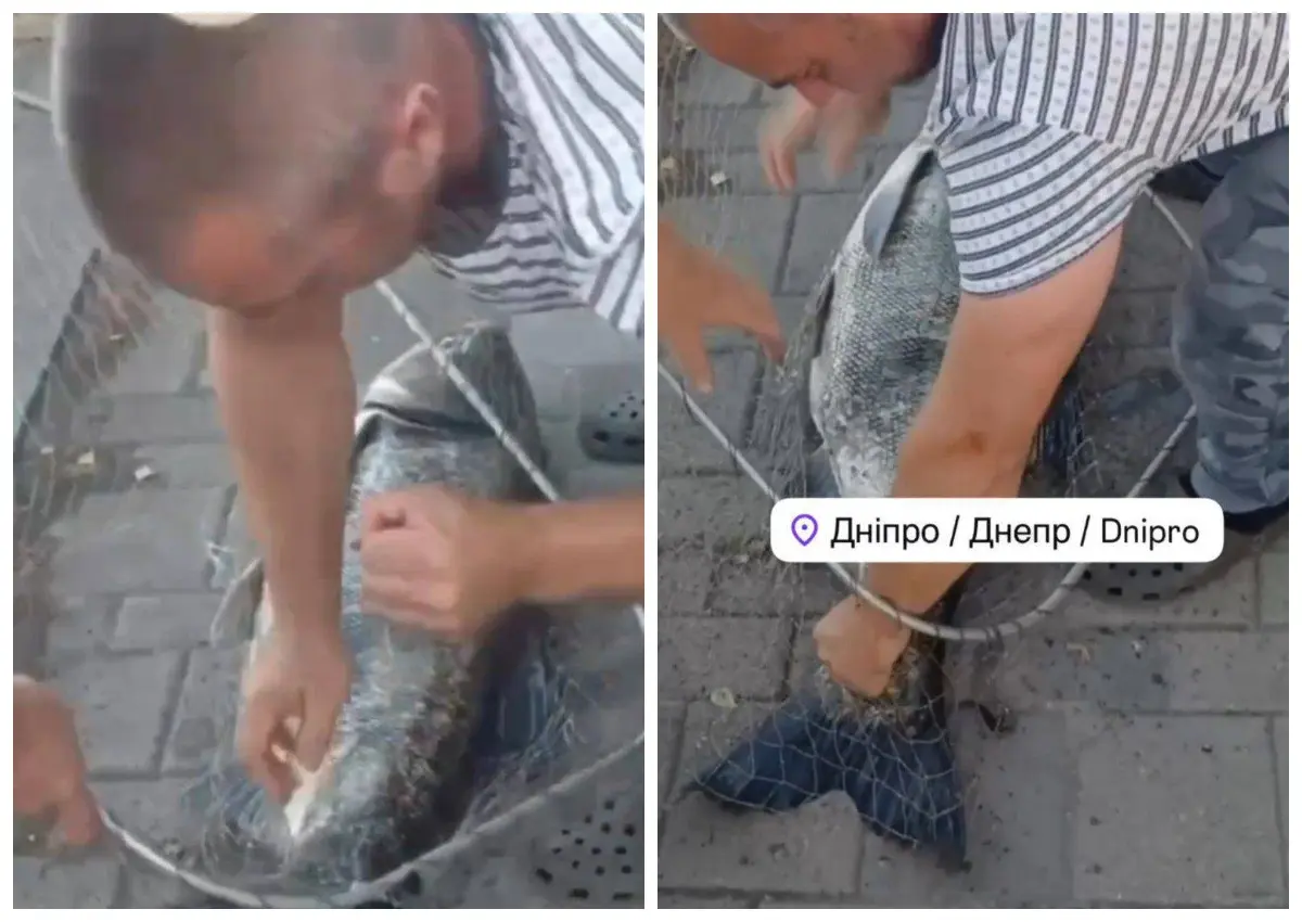 У центрі Дніпра рибалка зловив “водяну корову” вагою понад 20 кг: відео вразило соцмережі