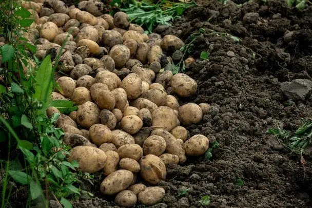 Що буде з цінами на картоплю: аграрій зробив прогноз
