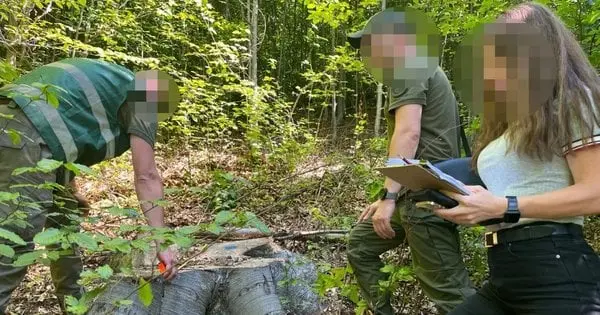 На Прикарпатті виявлено незаконну вирубку дерев на 16 млн грн