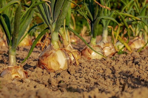 Як виростити гігантську цибулю без застосування хімії: 3 народні методи, які дійсно працюють