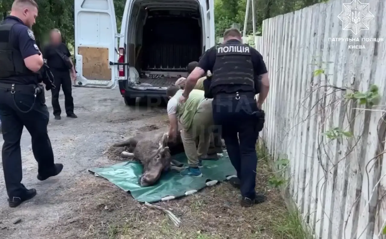 У Києві рятувальники допомогли знесиленому лосю повернутися до лісу