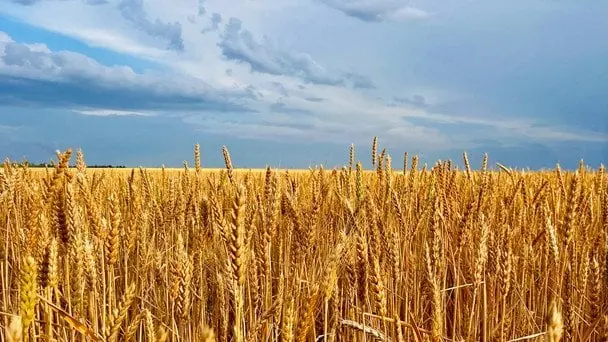 Привітання з Днем Незалежності України 2025 року: вірші, проза, листівки