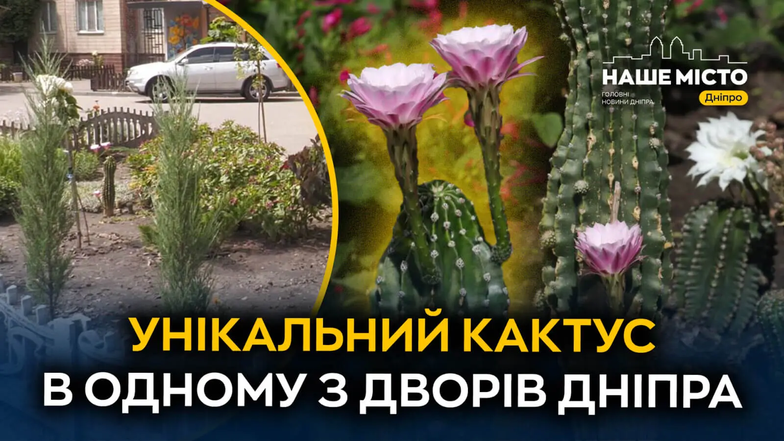 Як кактус зі смітника став символом затишку цілого двору в Дніпрі