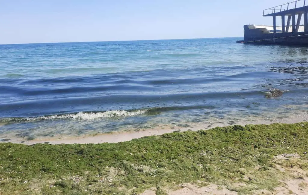 Очищення пляжів Одеси від водоростей: термінові вимоги екоінспекції