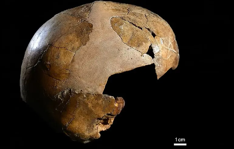 Вчені знайшли найдавніші докази схрещування Homo sapiens та неандертальців