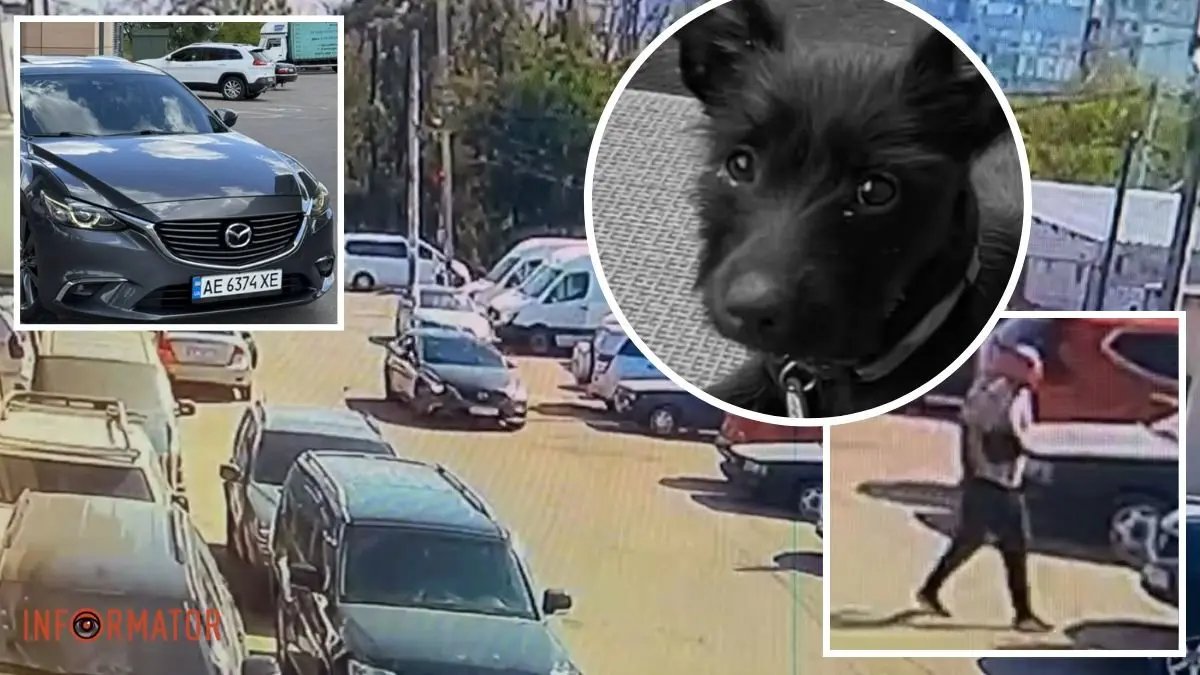 «Це – Роксі, її більше немає»: у Дніпрі на Лівобережному-3 водій Mazda збив песика насмерть і поїхав
