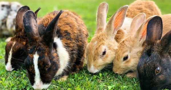 Запорука успішного розведення кроликів: як правильно годувати їх кролів
