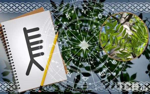 Кельтський гороскоп дерев на 16 серпня 2025 року: Скорпіонам — глибина, Стрільцям — оновлений рух